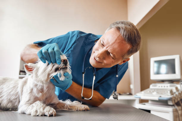 Best Emergency Dental Care for Broken or Chipped Teeth in Mount Oliver, PA
